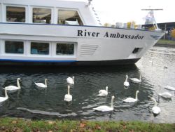 Uniworld Ship with swans