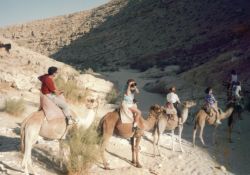 Mountng camel in the desert