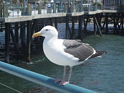 Bird on Pier